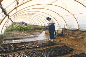 Cursos de formación para el empleo: carpintería, cultivo de hortalizas bajo abrigo, horticultura y albañilería